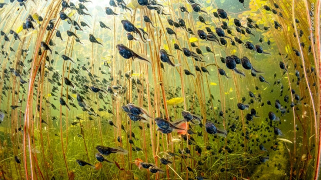 Tadpoles wins top prize for Wildlife Photograph Of The Year